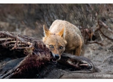 Çakal Avini Böyle Parçaladi
