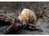 Çakal Avini Böyle Parçaladi