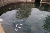 Denize Dökülen Baliklar Tedirginlige Yol Açti