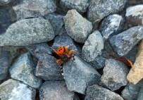 Elazig'da Zehirli Ugur Böcegi Görüntülendi