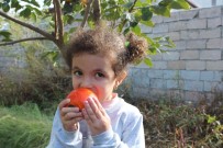 Igdir'da Ilk Defa Cennet Hurmasi Yetistirildi, Hasadi Yüz Güldürdü