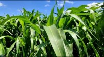 Ilk Defa Ekilen Seker Sorgumu Yem Ihtiyacini Karsilayacak