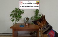 Jandarmadan Uyusturucu Operasyonu Açiklamasi 1 Gözalti