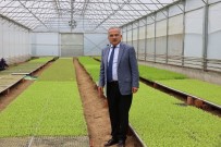 Ordu'nun Fide Üretim Merkezi