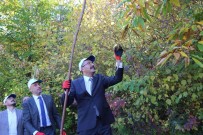Vali Çelik Simav'da Kestane Hasadi Yapti