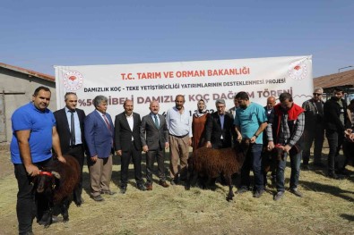 Agri'da 179 Damizlik Koç Sahibine Teslim Edildi