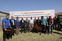 Agri'da 179 Damizlik Koç Sahibine Teslim Edildi