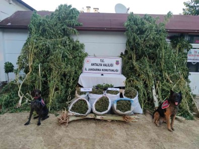 Baba-Ogulun Uyusturucu Üretimine Jandarmadan Operasyon