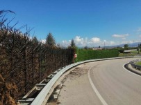 Onlarca Agaç Yakildi