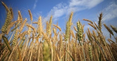 Rusya, Ukrayna’daki o bölgeleri ilhak etmişti! 5 milyon ton tahıl hasadı öngörüyor