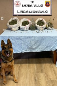 Sakarya'da 5 Kilo Esrar Ele Geçirildi Açiklamasi 1 Gözalti
