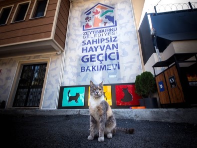 Zeytinburnu'nda Sokak Hayvanlarina 34 Ton Mama Dagitildi