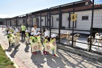 Balikesir'de Mamamatikler Devreye Alinacak