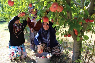 Elma Hasadina Baslanan Amasya'da Bahçeler Rengarenk