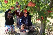Elma Hasadina Baslanan Amasya'da Bahçeler Rengarenk