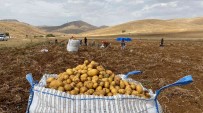 Gümüshane'de Patates Hasadi Devam Ediyor