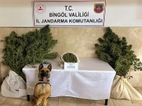 Bingöl'de Bir Evde 25 Kök Kenevir Ve Esrar Ele Geçirildi