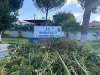 Dere Yataginda 125 Kök Kenevir Bitkisi Ele Geçirildi