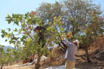 Siirt'ten Ülke Ekonomisine 5 Milyar Lira Gelir Saglayan Fistik Hasadi Sona Erdi