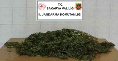 Sakarya'da 3 Kilo 500 Gram Esrar Ele Geçirildi Açiklamasi 1 Gözalti
