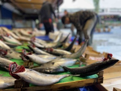 Tezgahlarda Palamut Bollugu Devam Ediyor