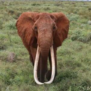 Afrika'nin En Büyük Tusker Cinsi Disi Fili Olduguna Inanilan 'Dida' Öldü