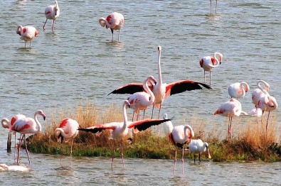 Kus Oteli'ndeki Flamingo Sayisi Bin 250'Ye Ulasti.