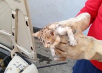 Otomobilin Motor Bölümünde Sikisan Kedi Yavrusunu Itfaiye Kurtardi