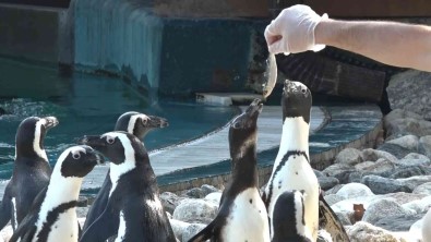 (Özel) Penguenlerin Balik Keyfi