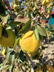 Sungurlu'da Armut Hasadi Basladi