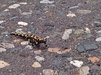 Adiyaman'da Sari Benekli Semender Görüldü