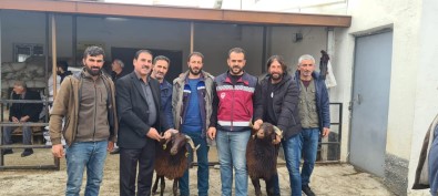 Bingöl'de Yetistiricilere Koç Destegi Verildi