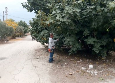 Kadirli'de Görüsü Engelleyen Agaçlar Budaniyor