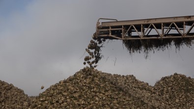 Kastamonu'da Pancar Hasadinin Sonuna Gelindi