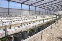 Katik Atik Tesisi Ilk Meyvelerini Verdi