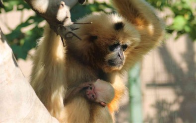 Nesli Kritik Seviyede Tükenme Tehlikesi Altindaydi, Dogum Yapti
