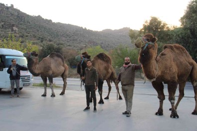 Pehlivan Develer, Hazirliklara Basladi