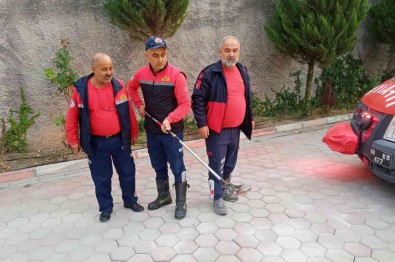 Site Bahçesinde Yilan Panigi