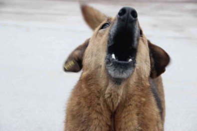 Kuduz Hastaligi Farkli Hayvanlarda Da Görülebilir