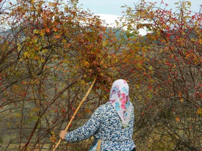 Posof'ta Kusburnu Dallarinda Kaldi