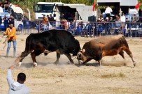 Söke'de Boga Güresi Heyecani Yasandi