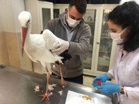 Tekirdag'in Meshur Leylegi Talihsiz Bir Kaza Geçirdi