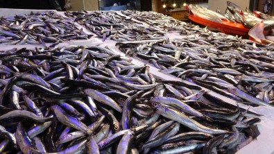 Hamsi Tezgahlari Senlendirmeye Basladi