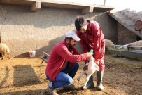 Mardin'de Küçükbas Hayvancilikta Yüzde 50 Artis