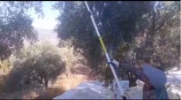 Mugla'da Zeytin Hasadi Basladi