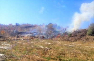 Aniz Yangini Ormana Siçramadan Söndürüldü