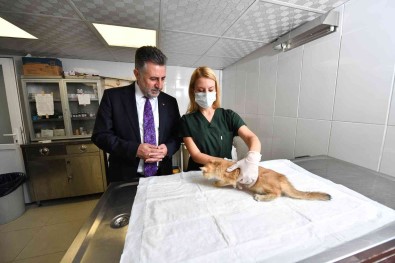 Bayrakli'da 5 Ayda Bin 250 Sokak Hayvani Tedavi Edildi