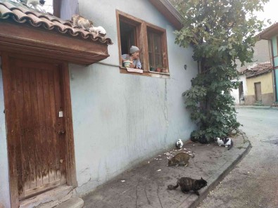 (ÖZEL) Evinin Camindan Onlarca Kediyi Besliyor
