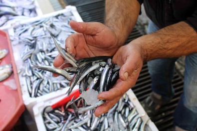 Sinop Açiklarinda Avlanan Hamsi Tezgâhlari Senlendirdi