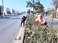 Bodrum Belediyesi Agaç Budama Çalismalarini Sürdürüyor